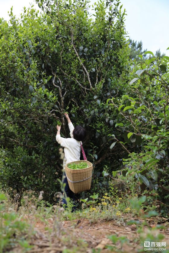 一杯“临沧”「古茶」的生态寻觅之旅