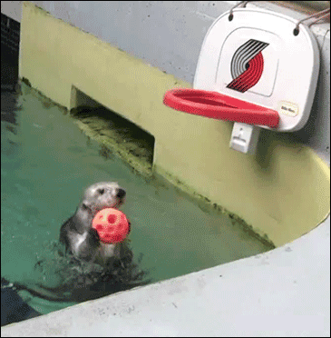 海豹也能玩的儿童篮球架-1