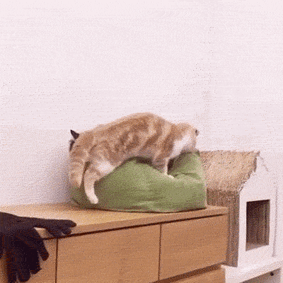 注意黑猫的眼神，我想他有点崩溃-1