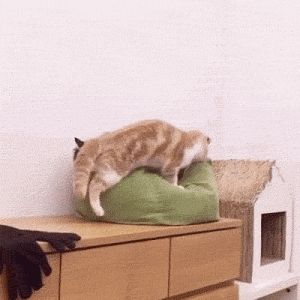 注意黑猫的眼神，我想他有点崩溃-1