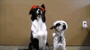 你给我摆好pose，要拍照了！-1