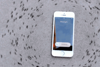 据说手机来电可以遥控蚂蚁运动... 据说手机来电可以遥控蚂蚁运动...