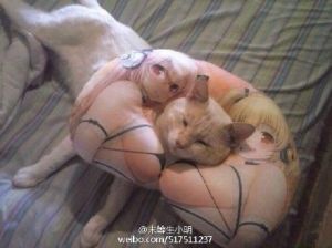 一只人生大赢猫-1