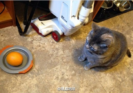 仔细看这只猫的眼神，你猜不出到底发生了什么-1