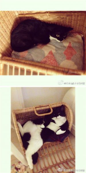 某推友翻出给家猫一年前拍的照片，-1