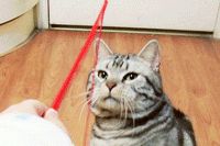 说不好人玩猫还是猫玩人-1