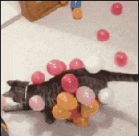 静电猫-1