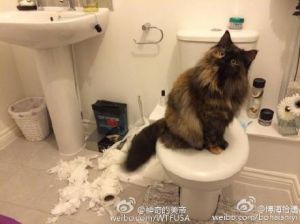 “是的，都是我撕的，有什么问题吗？”-1