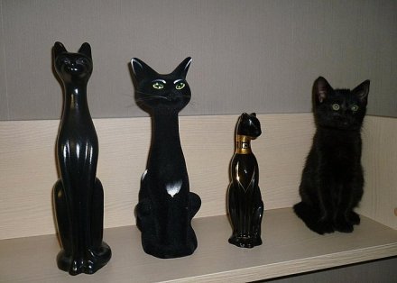 有个网友翻遍了整个屋子都没找到他家的黑猫，最后发现。。。-1