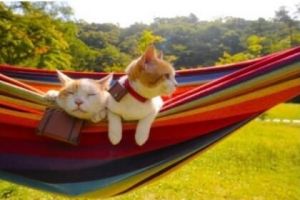彩虹上的猫-1