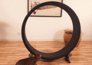 喵用健身轮“One Fast Cat”，根本停不下-1