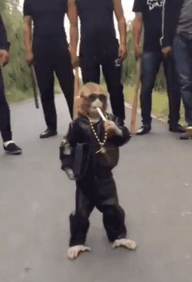 有那么一瞬间被猴哥的气势给震到了。。感觉下一秒他就要开口说话了-1