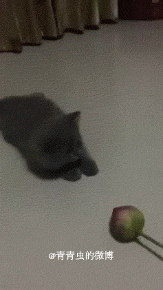 可以，这很猫科-1