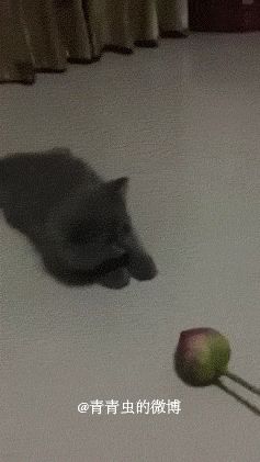 可以，这很猫科-1