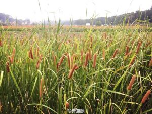 你知道这种植物叫什么吗？-1