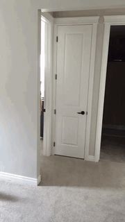 以为我认不出你是铲屎官吗？-1