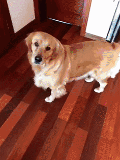 我家有只喜欢玩跑步机的金毛狗 我家有只喜欢玩跑步机的金毛狗