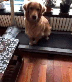 我家有只喜欢玩跑步机的金毛狗 我家有只喜欢玩跑步机的金毛狗