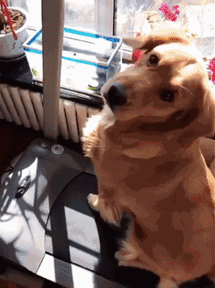 我家有只喜欢玩跑步机的金毛狗 我家有只喜欢玩跑步机的金毛狗