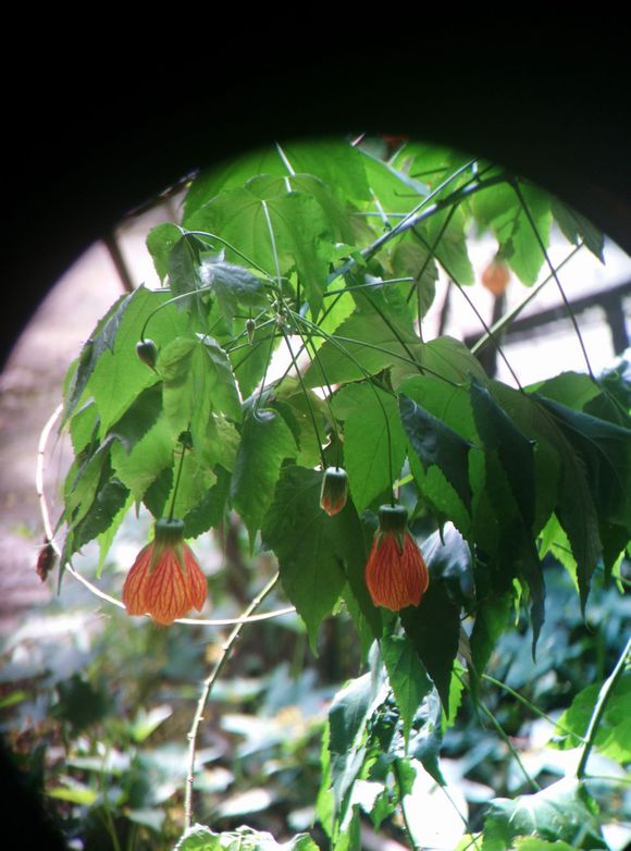 不一样的角度看世界-博冠望远镜鸿鹄8X42 不一样的角度看世界-博冠望远镜鸿鹄8X42