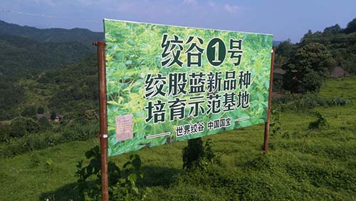 我国三大绞股蓝产区,平利绞股蓝独占鳌头 我国三大绞股蓝产区,平利绞股蓝独占鳌头