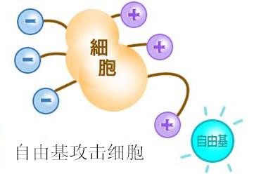 常喝绞股蓝茶，美颜抗衰老