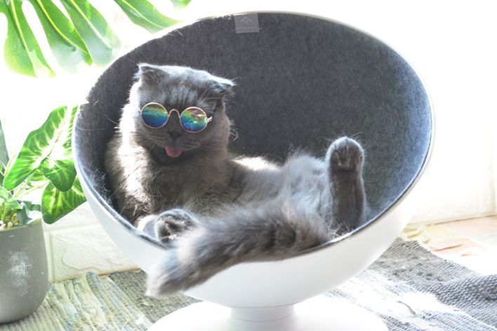 猫喜欢什么类型的猫窝?淘宝上猫窝的价格?-1