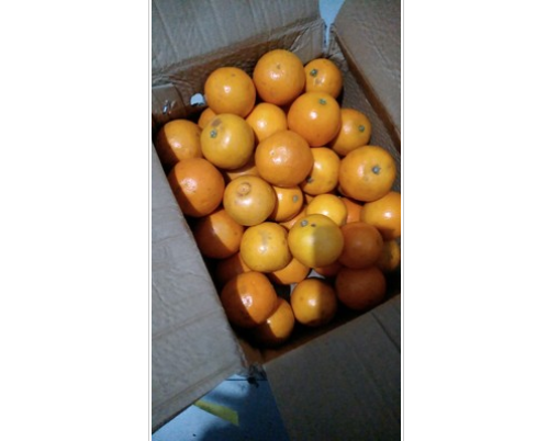 麻阳冰糖橙试吃 过年水果囤起来 麻阳冰糖橙试吃 过年水果囤起来