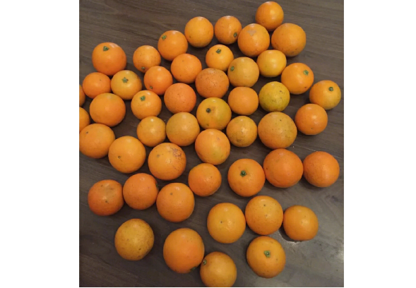 麻阳冰糖橙试吃 过年水果囤起来 麻阳冰糖橙试吃 过年水果囤起来