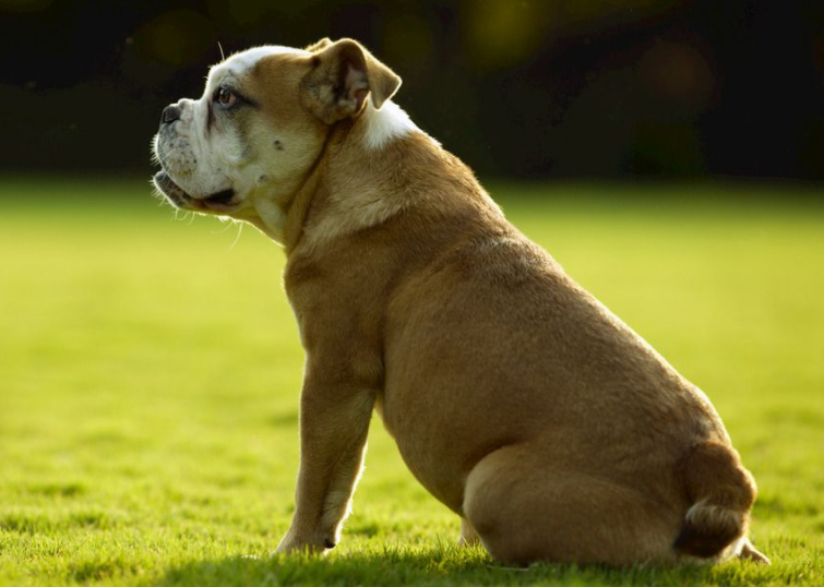 新年送爸爸什么礼物好?实用又健康的礼物推荐 新年送爸爸什么礼物好?实用又健康的礼物推荐