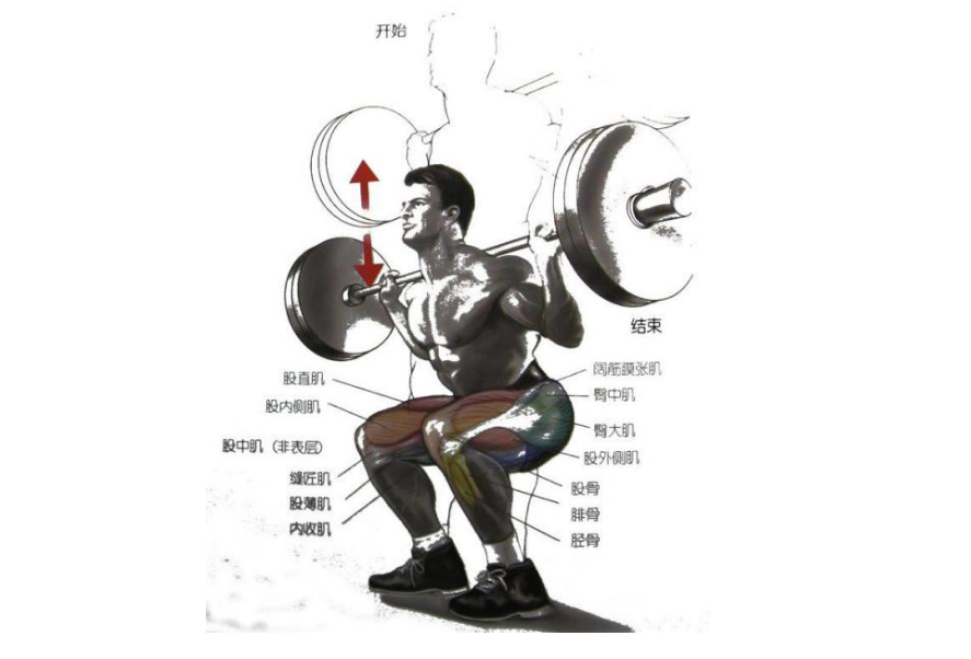 健身知识常识篇，关于深蹲那点事儿，你应该知道