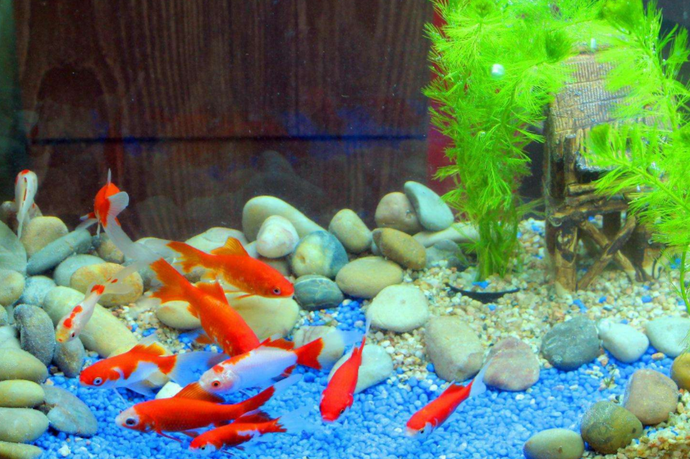 【鱼缸知识百科】鱼缸的详细分类大全 【鱼缸知识百科】鱼缸的详细分类大全