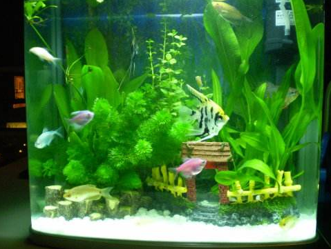 【鱼缸知识百科】鱼缸的详细分类大全 【鱼缸知识百科】鱼缸的详细分类大全