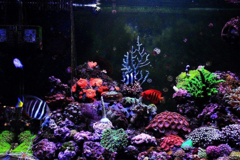 【鱼缸知识百科】鱼缸的详细分类大全 【鱼缸知识百科】鱼缸的详细分类大全