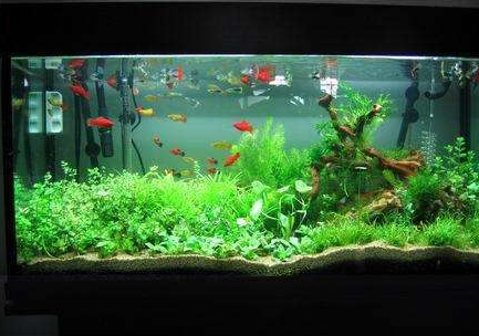 【鱼缸知识百科】鱼缸的详细分类大全 【鱼缸知识百科】鱼缸的详细分类大全