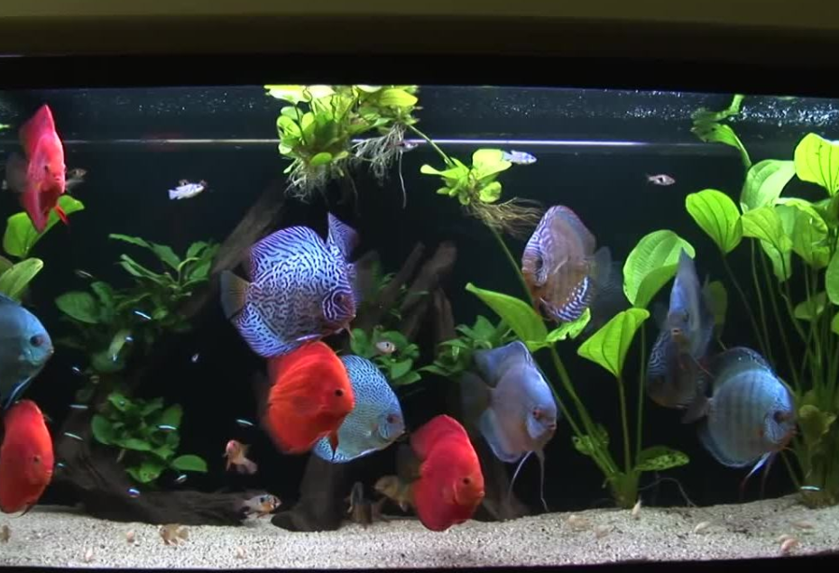 养鱼新手如何选择鱼缸 以下7点值得借鉴 养鱼新手如何选择鱼缸 以下7点值得借鉴