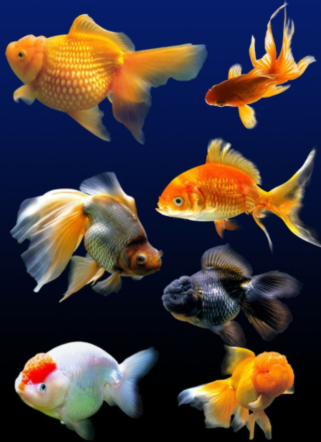 养鱼新手如何选择鱼缸 以下7点值得借鉴 养鱼新手如何选择鱼缸 以下7点值得借鉴