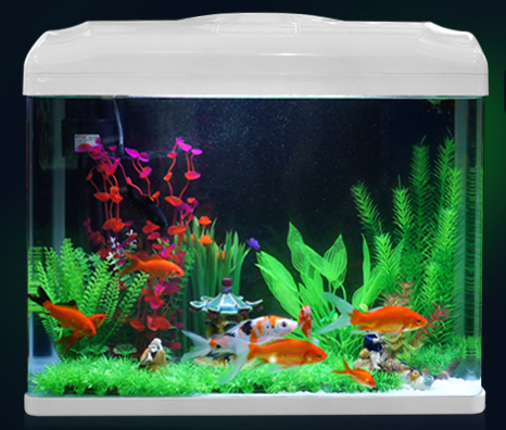 养鱼新手如何选择鱼缸 以下7点值得借鉴 养鱼新手如何选择鱼缸 以下7点值得借鉴