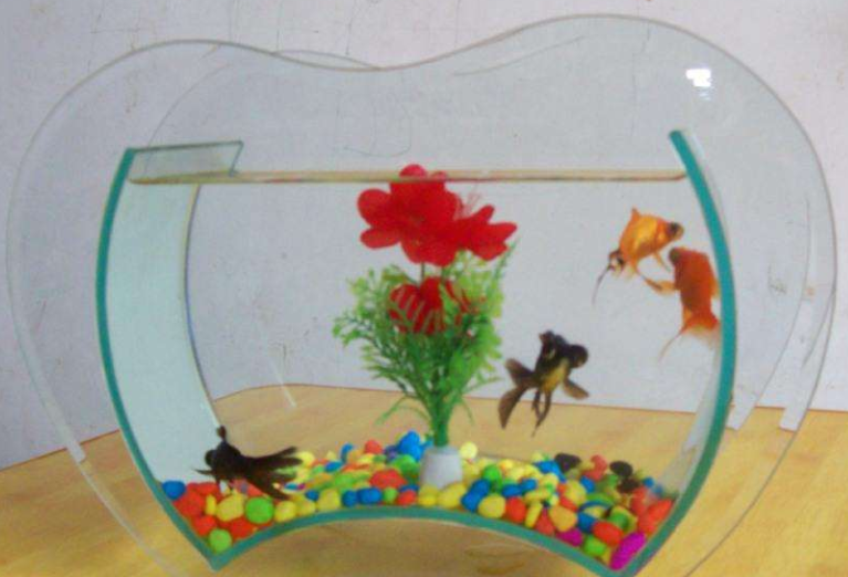 养鱼新手如何选择鱼缸 以下7点值得借鉴 养鱼新手如何选择鱼缸 以下7点值得借鉴