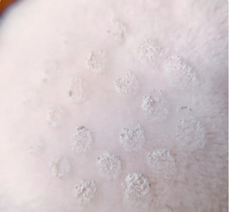 黛珂散粉11号色试用 打造零妆感 黛珂散粉11号色试用 打造零妆感