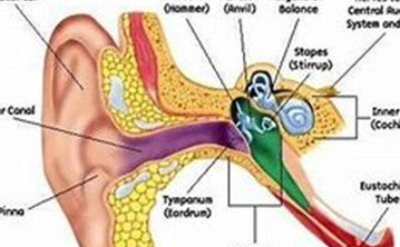 耳朵嗡嗡响怎么办 以下方法可能对你有帮助 耳朵嗡嗡响怎么办 以下方法可能对你有帮助