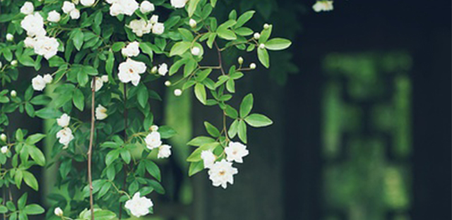 初学者买古琴,古琴的挑选 初学者买古琴,古琴的挑选