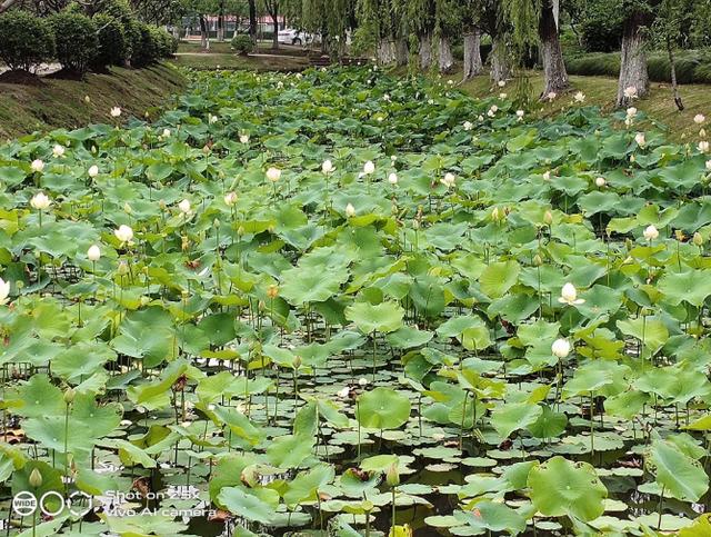 重度使用两周的vivo Z5x深度测评!这些独特体验你应该知道 重度使用两周的vivo Z5x深度测评!这些独特体验你应该知道