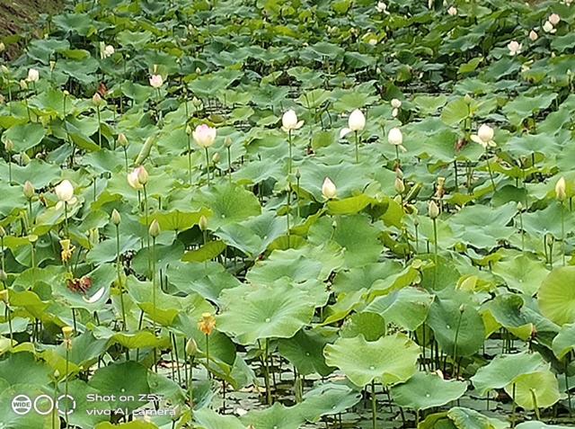 重度使用两周的vivo Z5x深度测评!这些独特体验你应该知道 重度使用两周的vivo Z5x深度测评!这些独特体验你应该知道