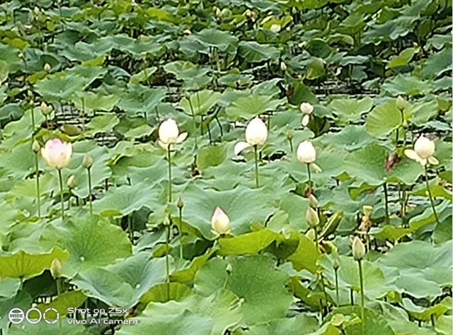 重度使用两周的vivo Z5x深度测评!这些独特体验你应该知道 重度使用两周的vivo Z5x深度测评!这些独特体验你应该知道