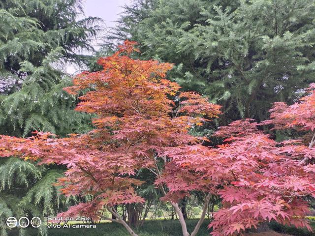 重度使用两周的vivo Z5x深度测评!这些独特体验你应该知道 重度使用两周的vivo Z5x深度测评!这些独特体验你应该知道