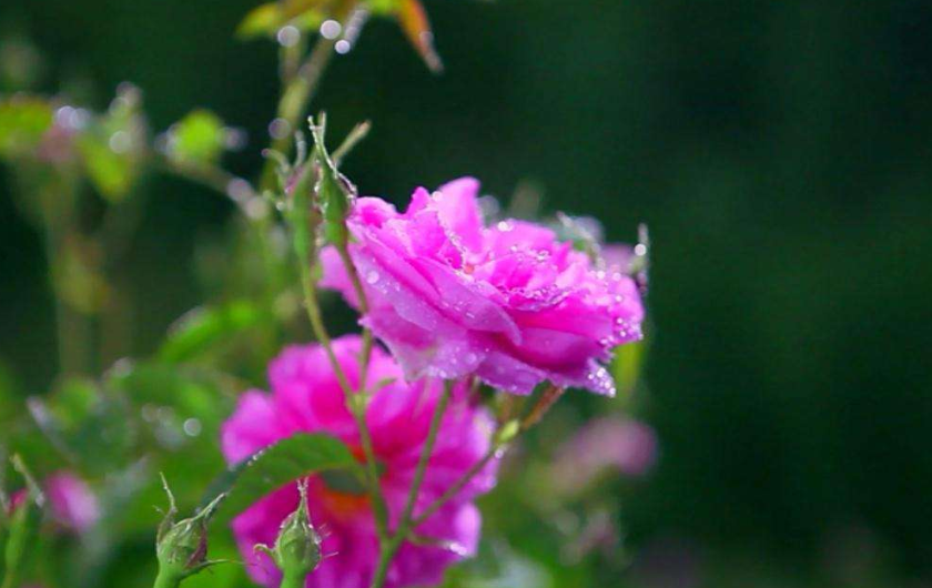 纯露小百科:纯露和爽肤水有什么不同 纯露小百科:纯露和爽肤水有什么不同