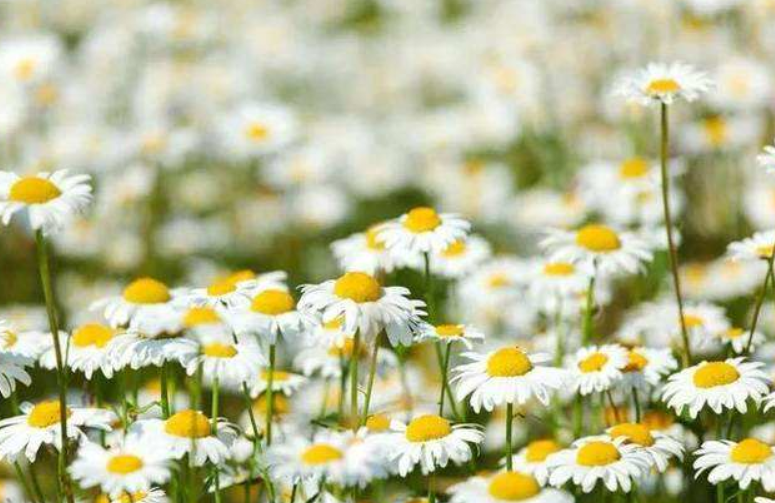 纯露小百科:纯露和爽肤水有什么不同 纯露小百科:纯露和爽肤水有什么不同