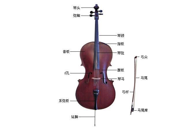 大提琴知识攻略大全 大提琴与小提琴的区别-3