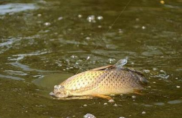 鲤鱼难钓?那是因为不知道这些鲤鱼饵料配方 鲤鱼难钓?那是因为不知道这些鲤鱼饵料配方